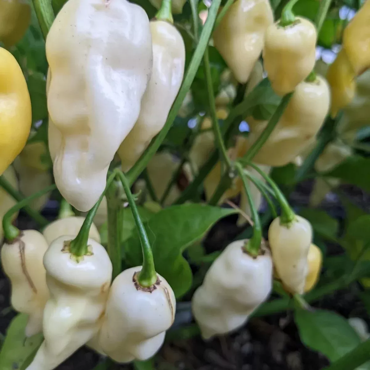 Organic White Ghost Pepper 10+ Seeds - White Bhut Jolokia (Capsicum chinense) – Extreme Heat Pepper – Unique White Ghost Peppers for Heat Lovers