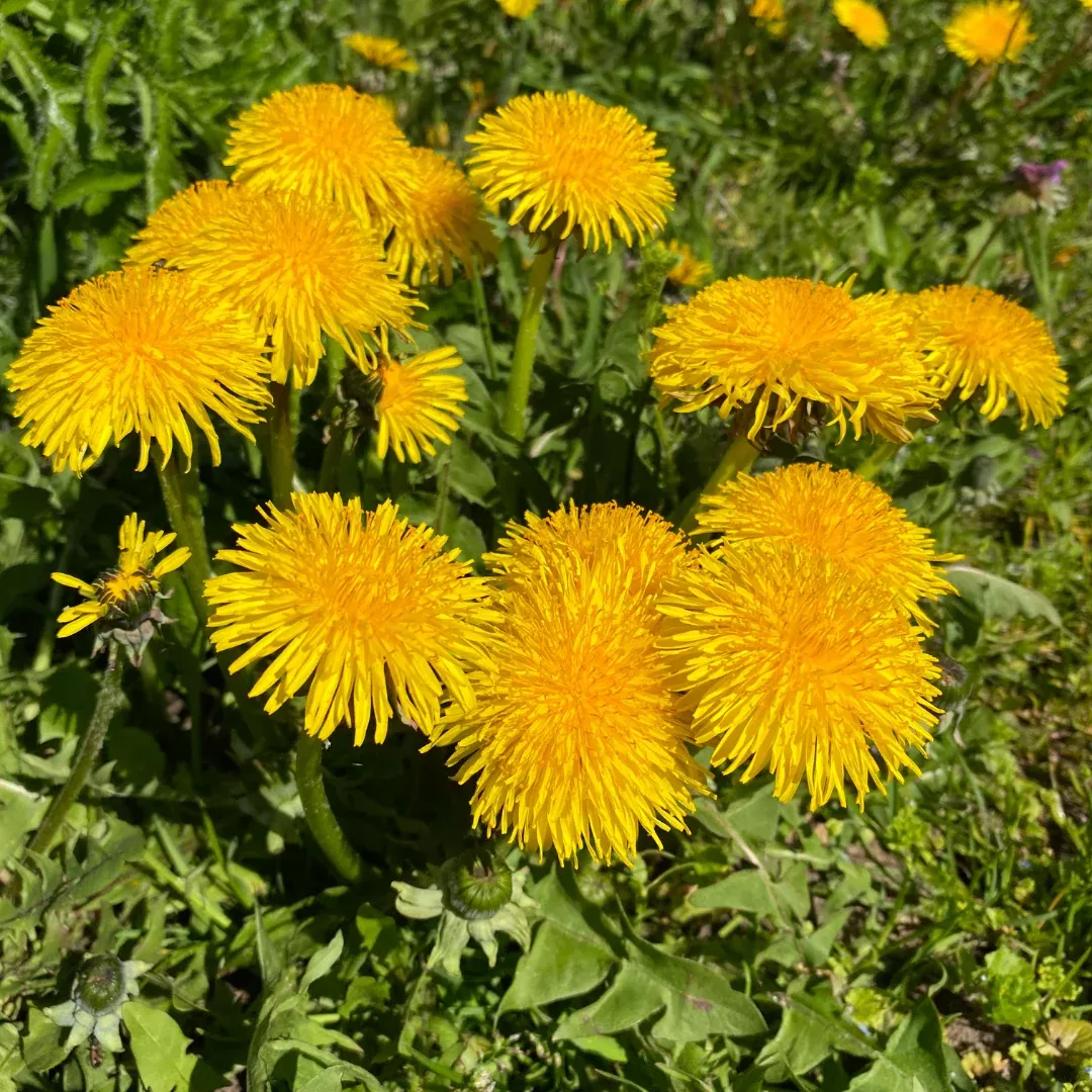 Organic Wild Dandelion Seeds – Open Pollinated (Taraxacum officinale) | The Most Useful Plant You Were Taught to Destroy