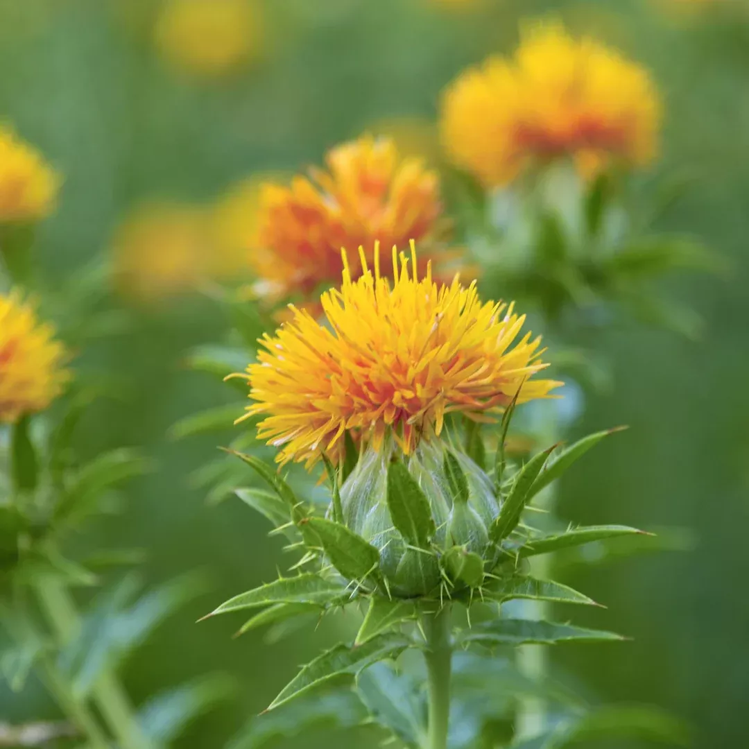 Organic Zanzibar Safflower Seeds (Carthamus tinctorius) – 25+ Seeds for Herb Gardens, Dye Plants, and Edible Flowers