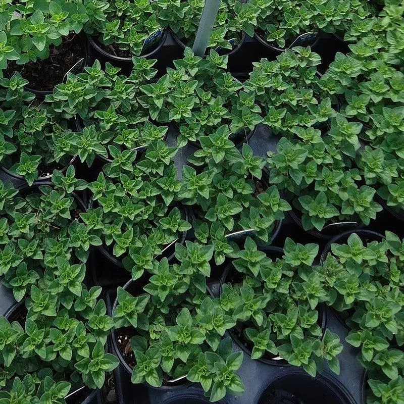 Origanum vulgare subsp. hirtum- Greek Oregano