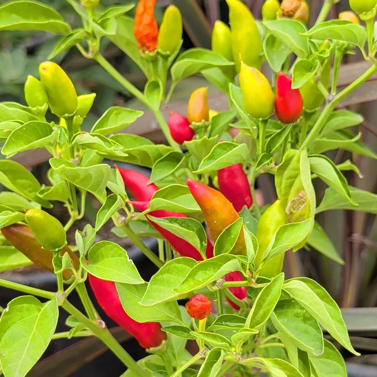 Ornamental Chili Pepper