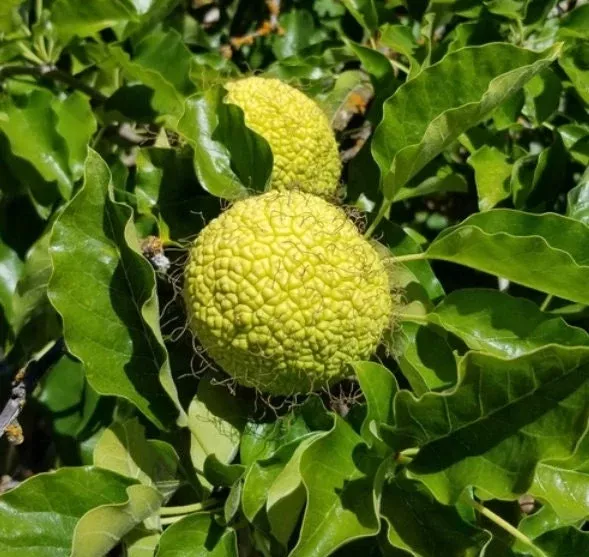 Osage Orange Seeds
