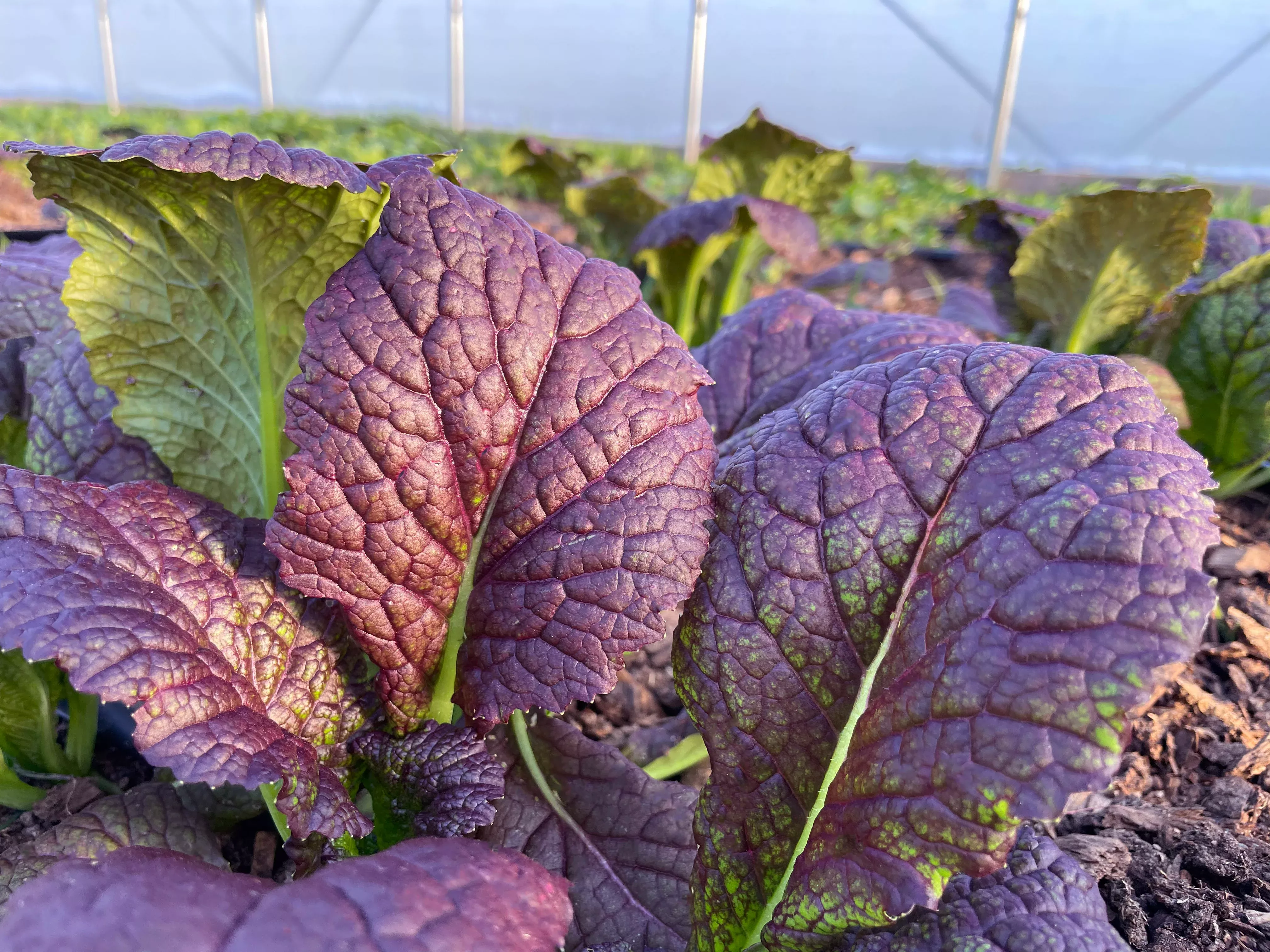 Osaka Hardy Organic Mustard Greens Seeds