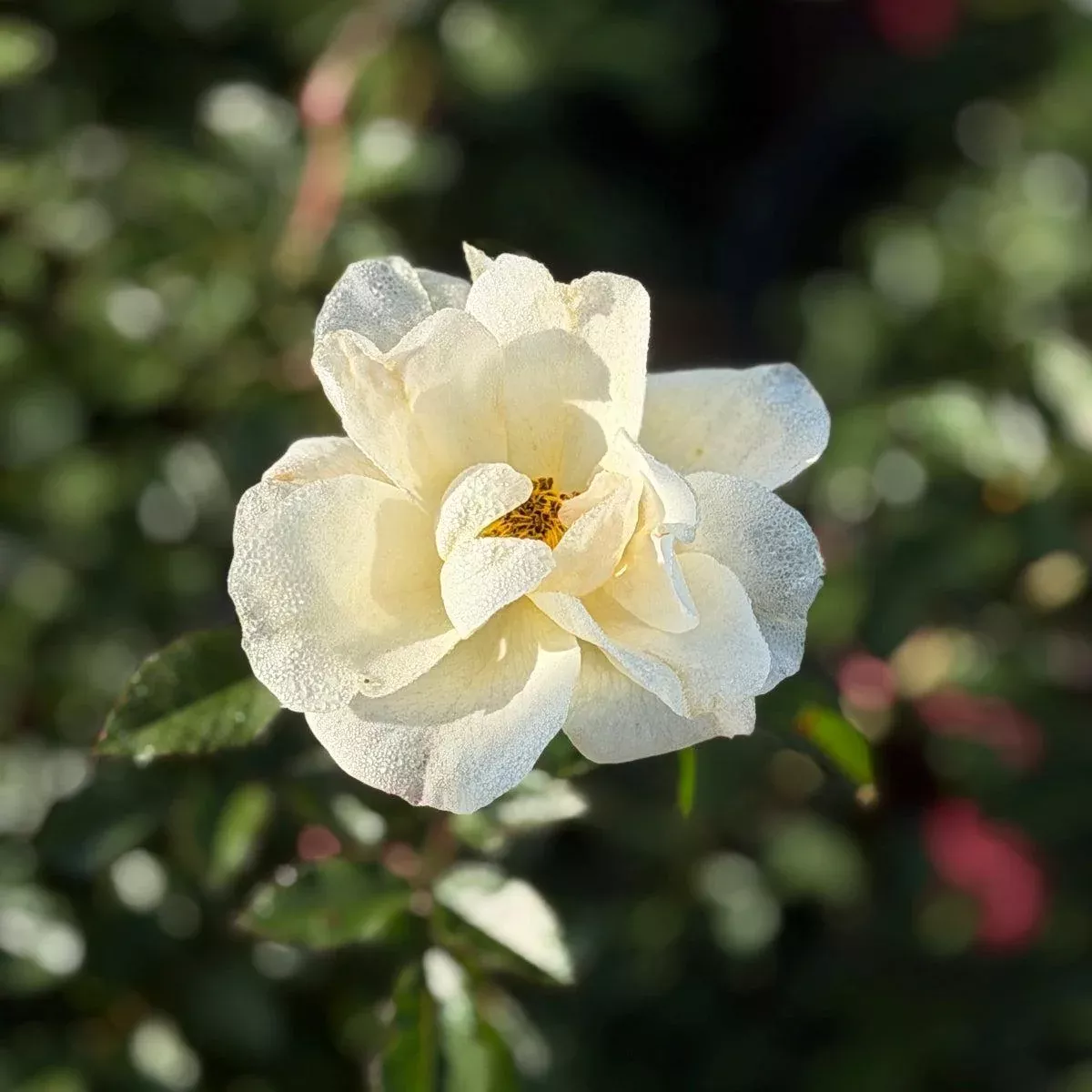 Oscar Peterson Easy Elegance Rose