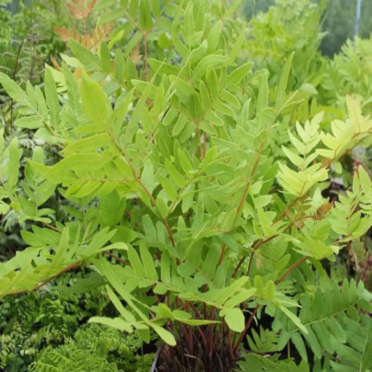 Osmunda regalis 'Royal Fern'
