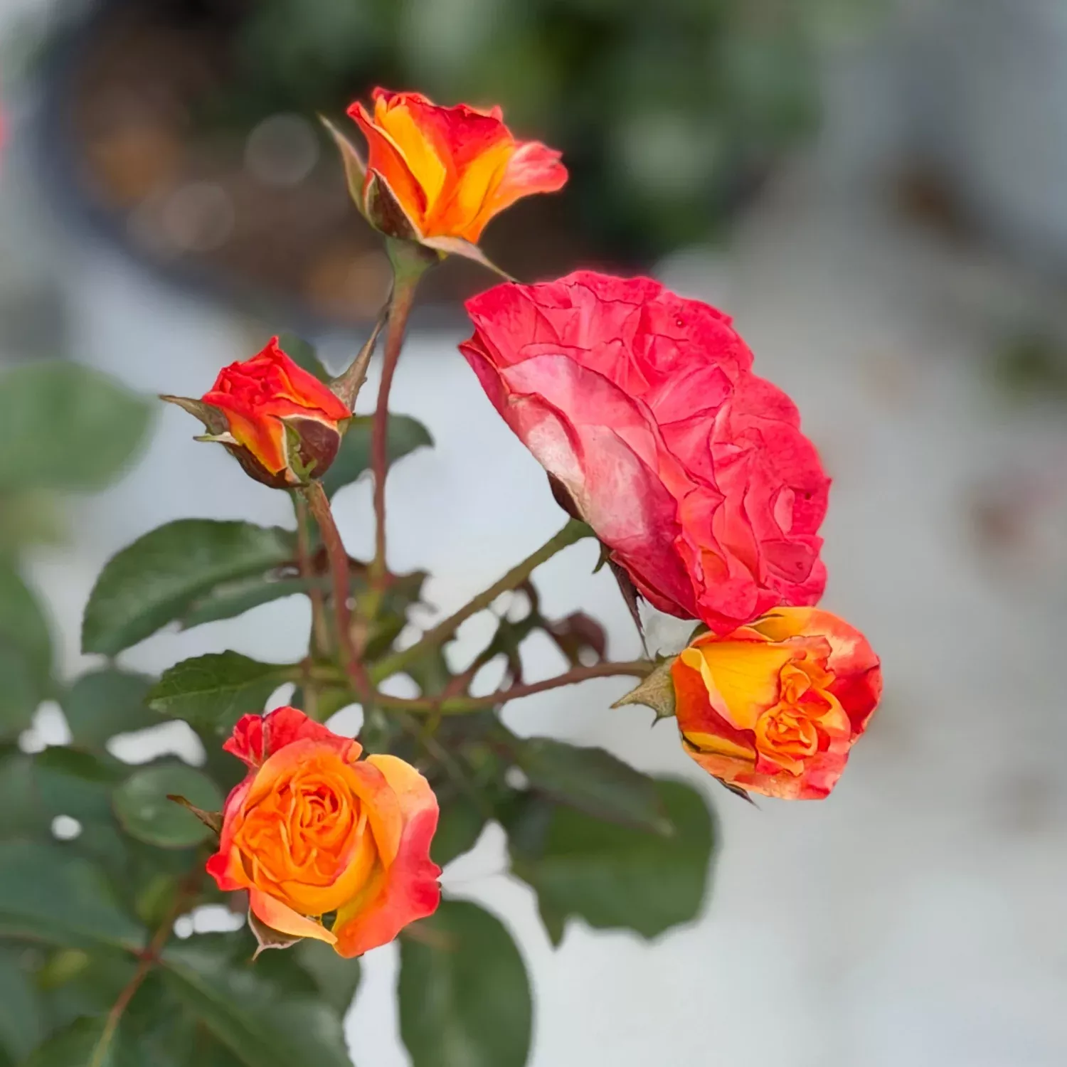 Oso Easy En Fuego™ Rose
