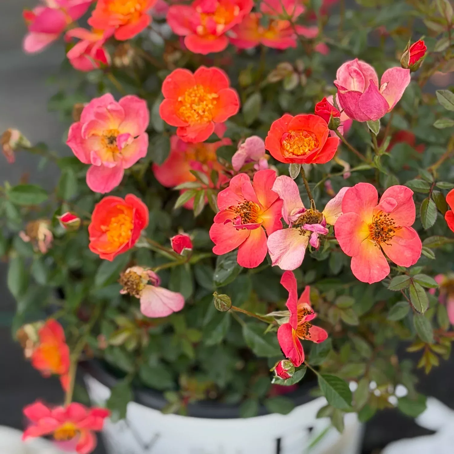 Oso Easy Hot Paprika Landscape Rose