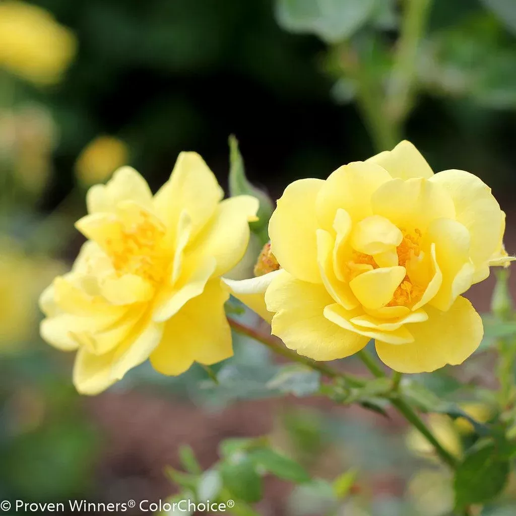 Oso Easy Lemon Zest Rosa