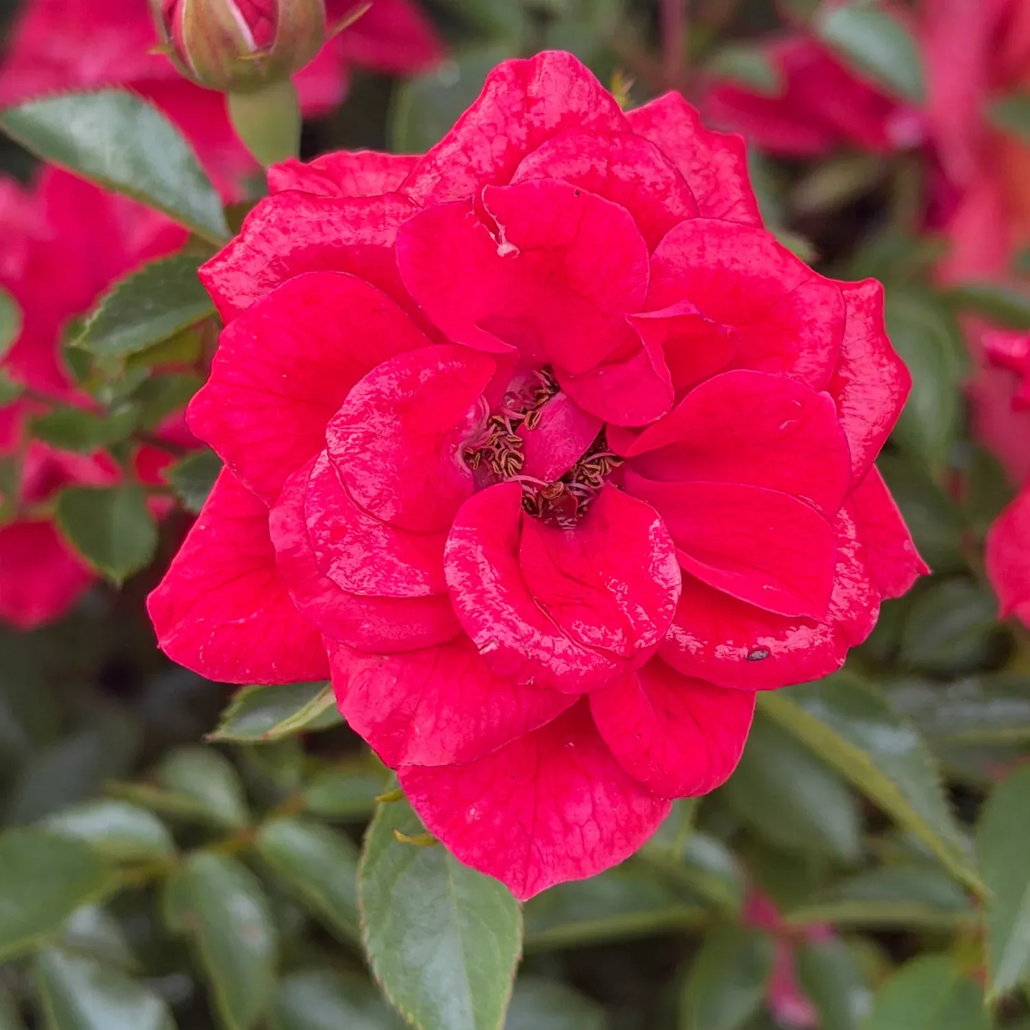 Oso Easy Pathfinder™ Red Landscape Rose
