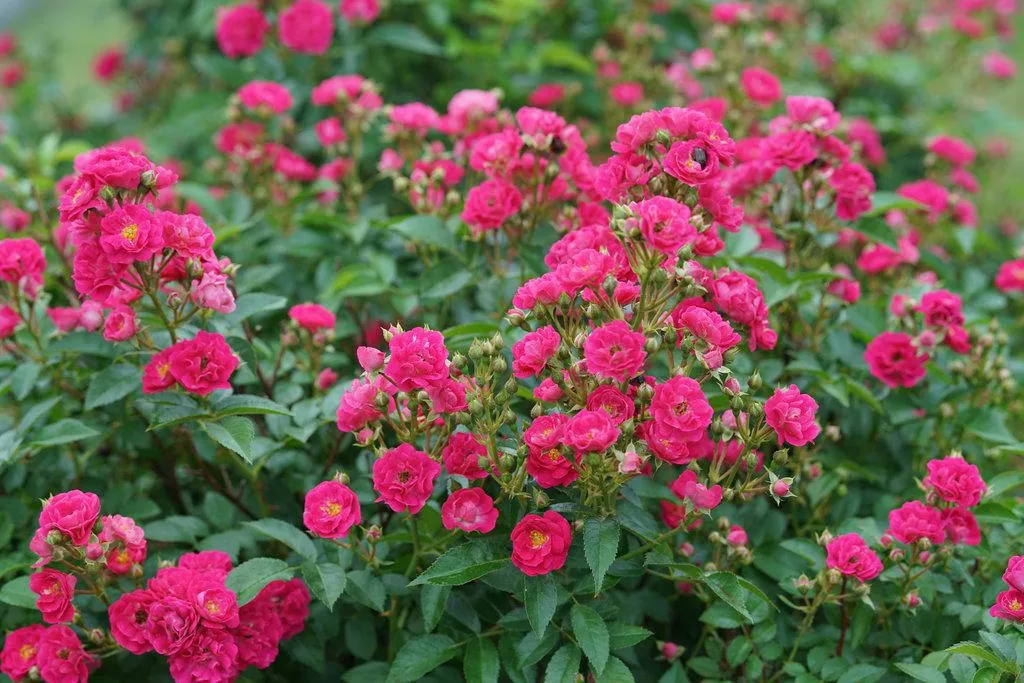 Oso Easy Peasy Rose