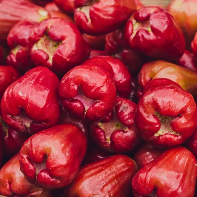 Otaheite Apple (Jamaican Apple/Malay Apple) ***PRE ORDER 2027 SEASON***