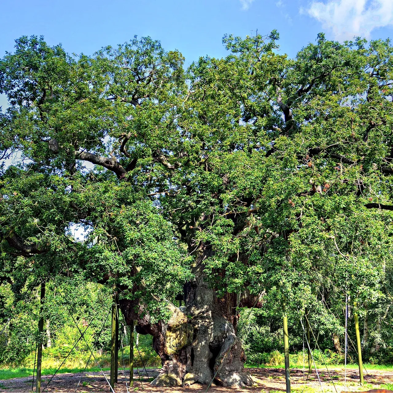 Overcup Oak Tree