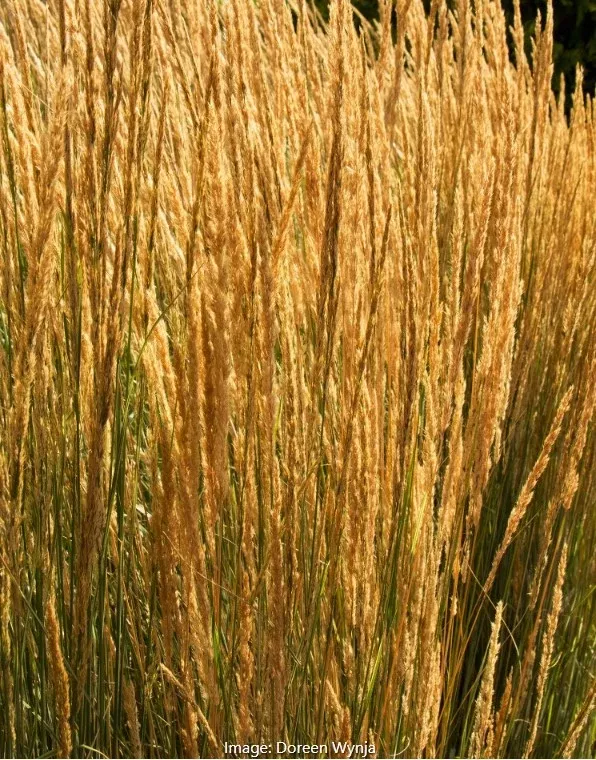Overdam Feather Reed Grass