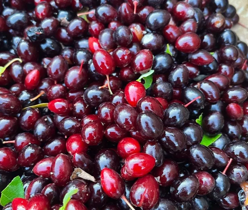 Oxheart Chokecherry Seeds