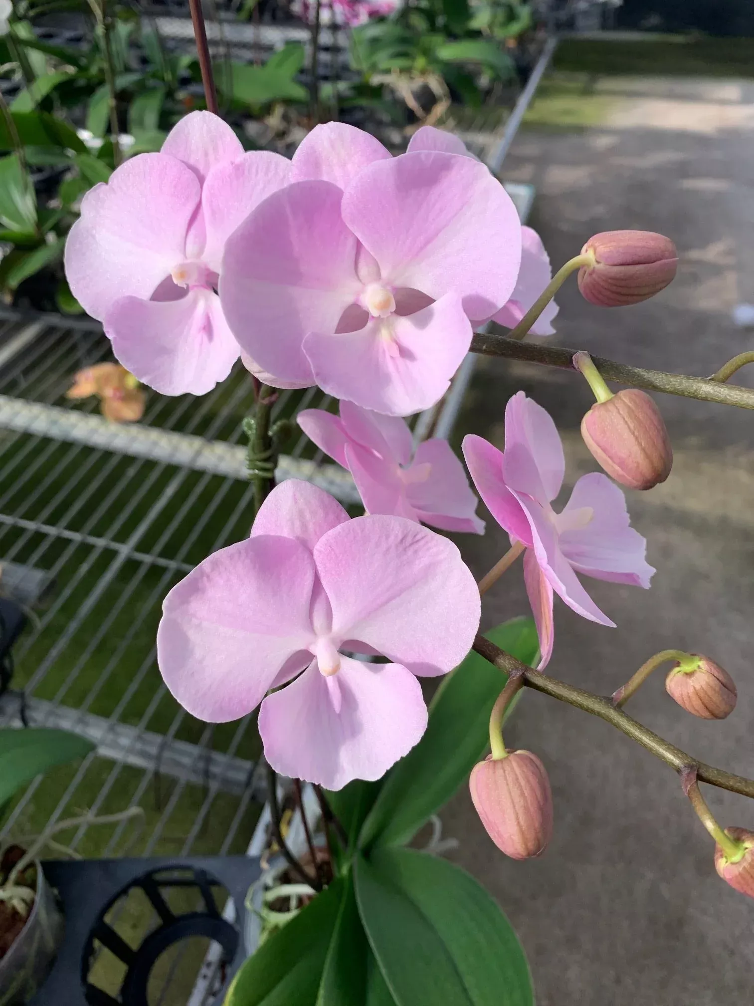 (P. Yu Pin Fireworks x Dtps. Yu Pin Ocicat)
