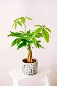 Pachira - Money Tree