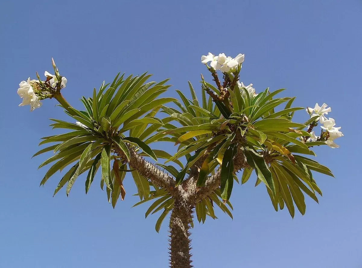 Pachypodium lamerei Seeds - Madagascar Palm
