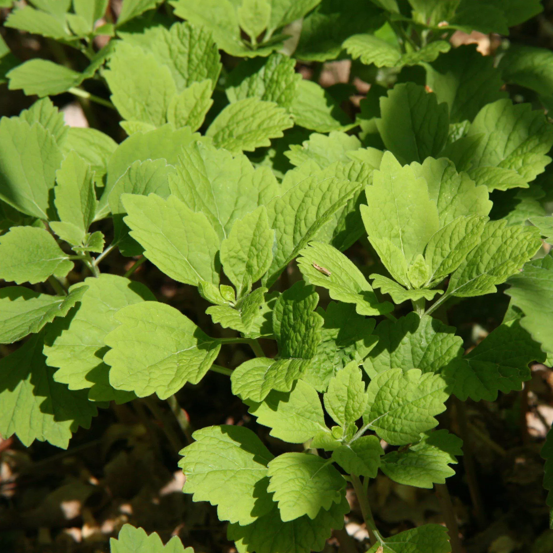 Pachysandra procumbens- Allegheny Spurge