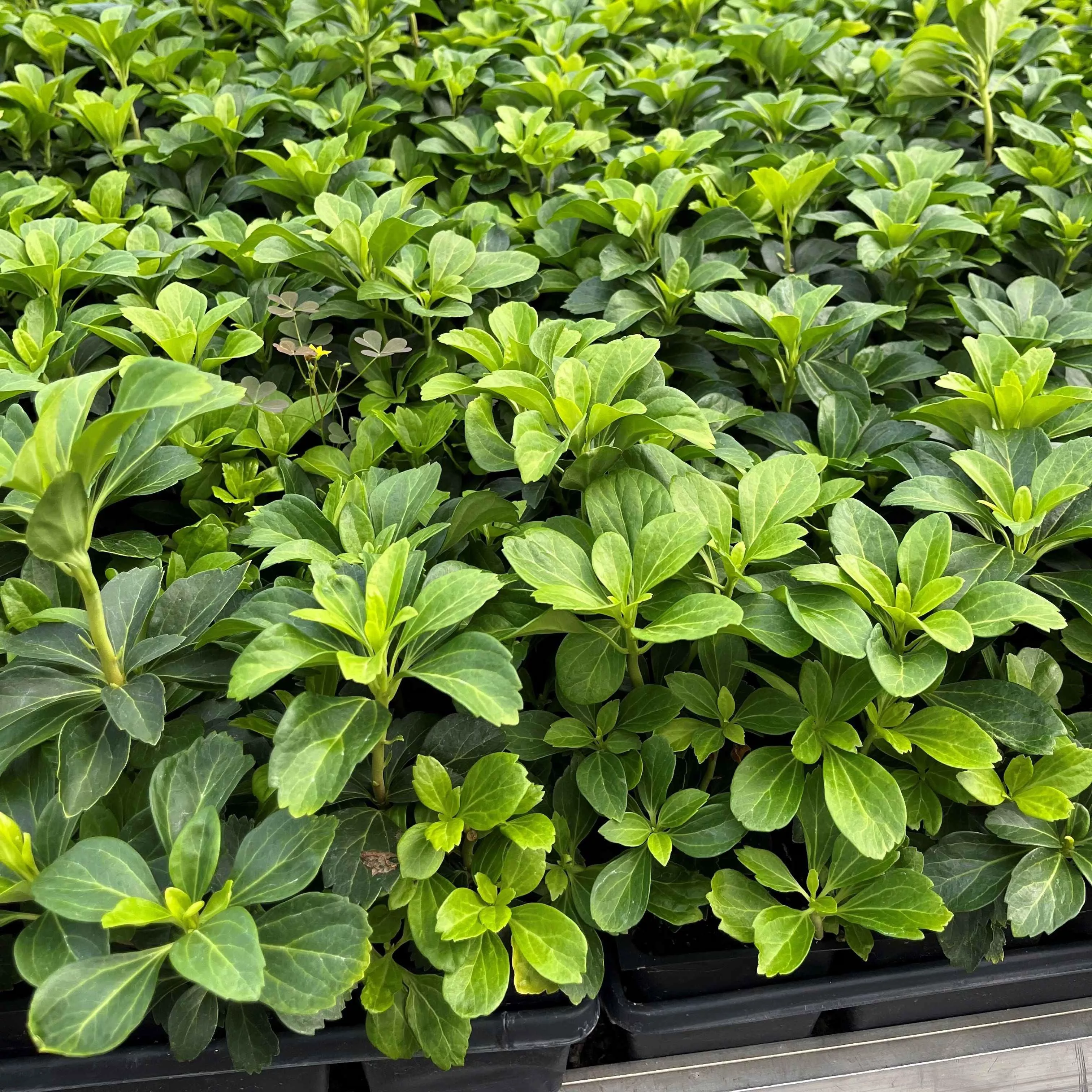 Pachysandra terminalis- Japanese Spurge