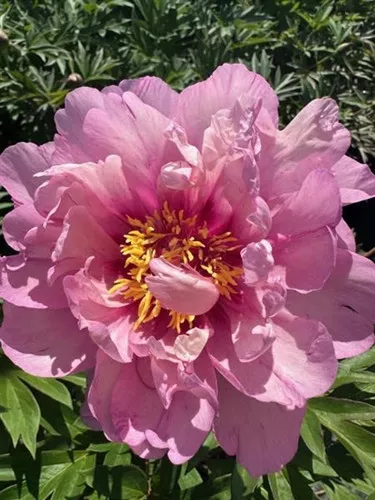 Paeonia itoh 'First Arrival' / Intersectional Peony