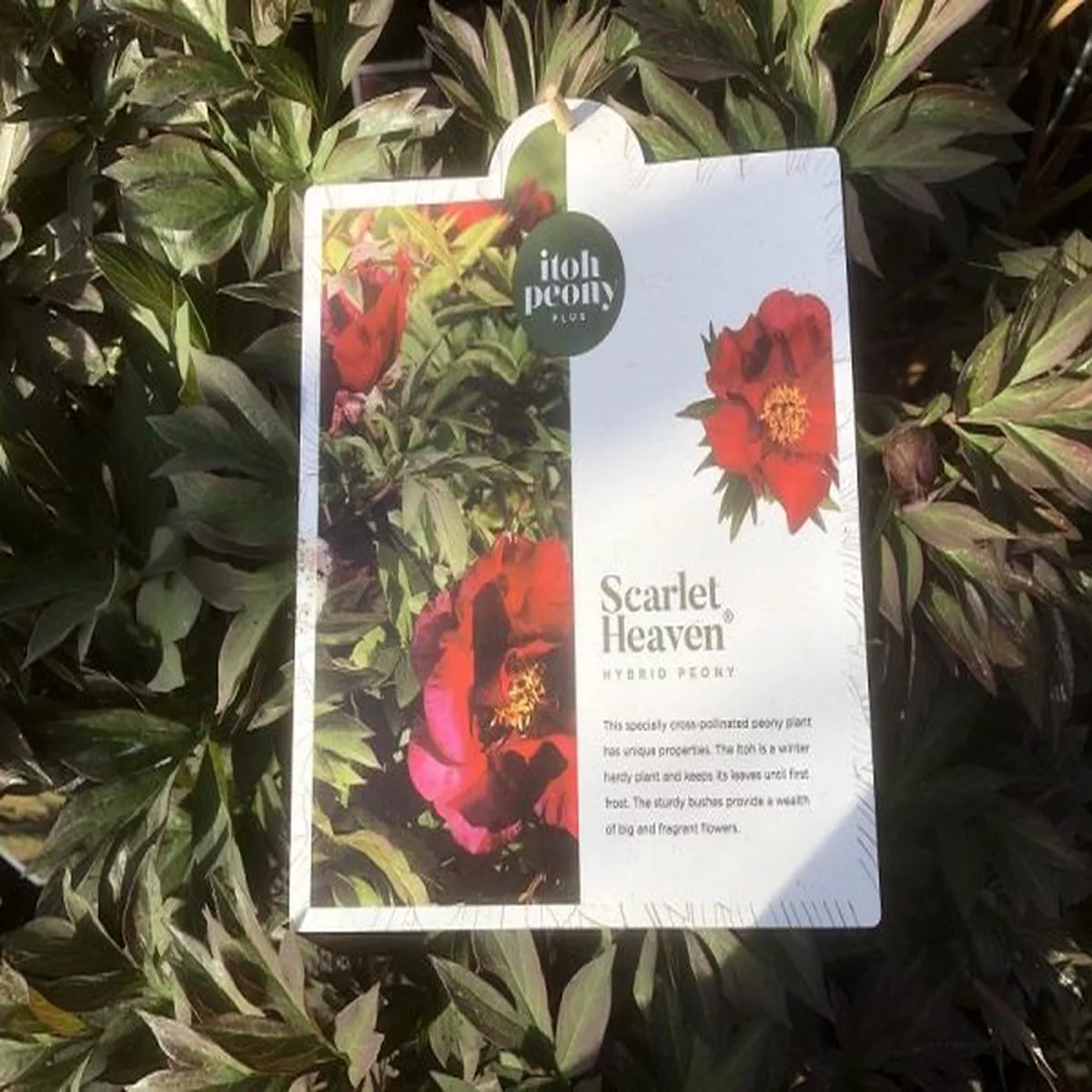 Paeonia (Itoh Hybrids) Scarlet Heaven(Itoh Hybrids/ Intersectional Peony)