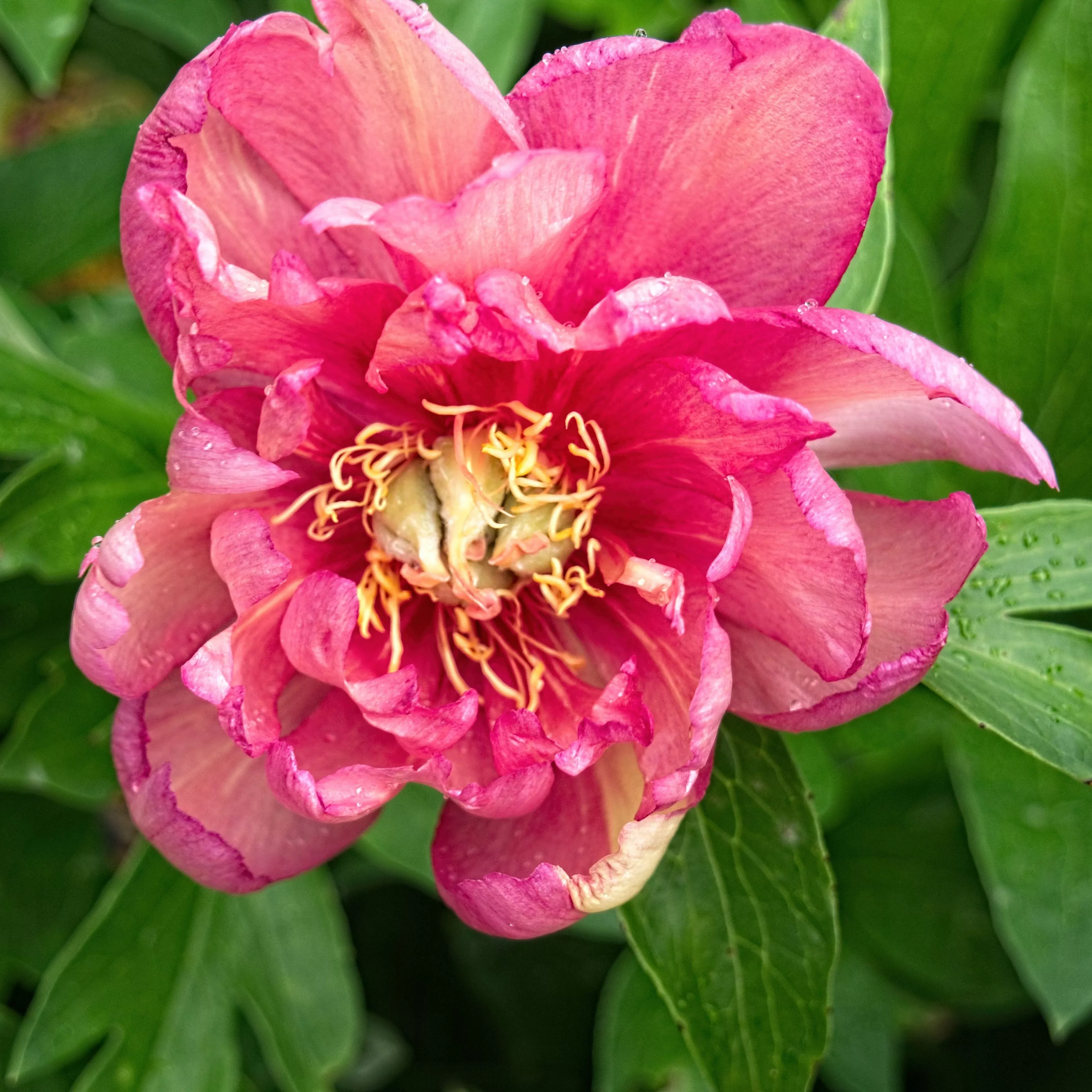 Paeonia 'Julia Rose'- Julia Rose Itoh Peony