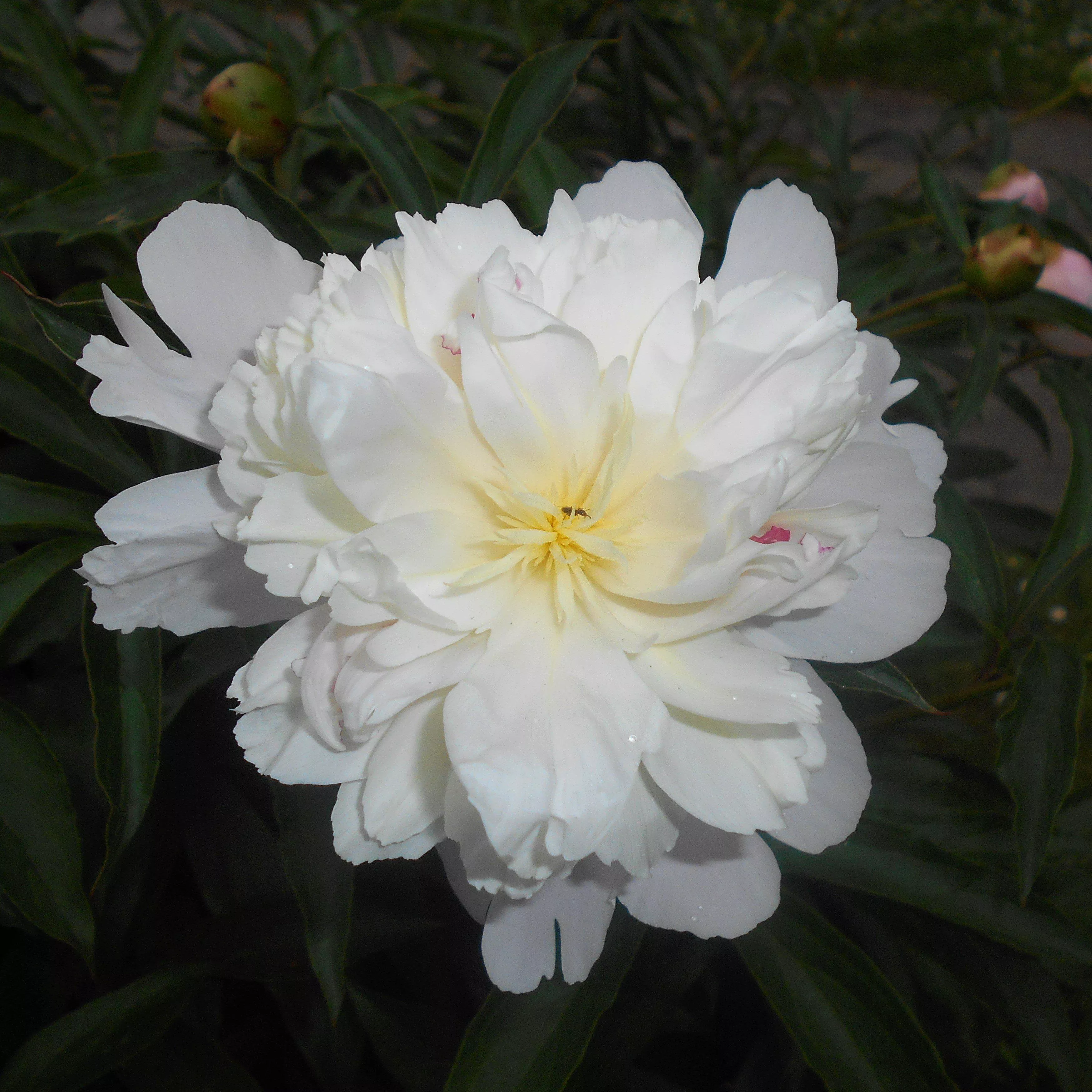 Paeonia lactiflora 'Duchesse de Nemours'- Duchesse de Nemours Peony