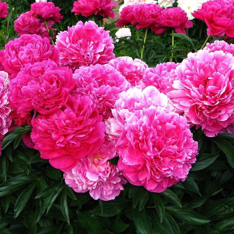Paeonia lactiflora 'Kansas'- Kansas Peony