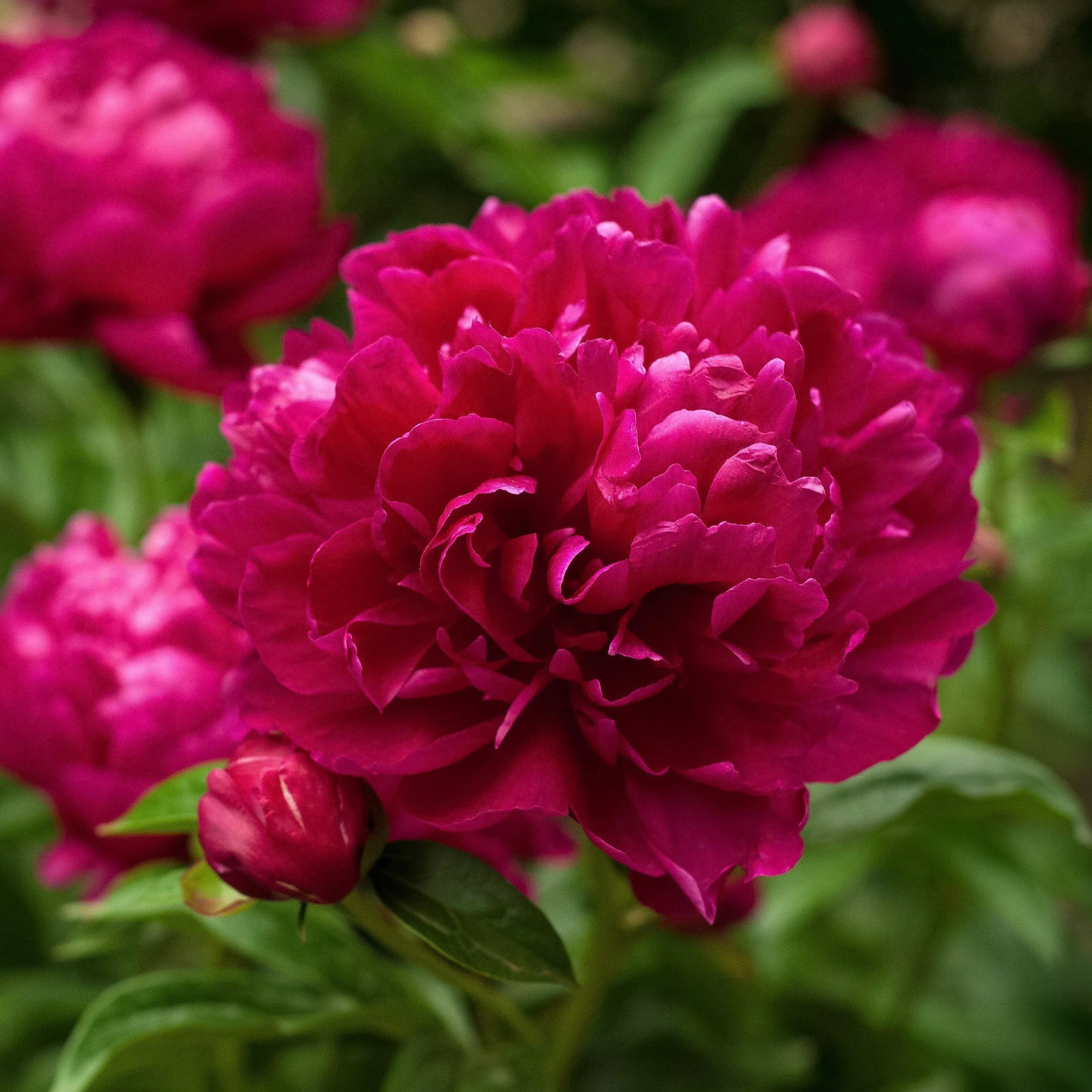 Paeonia lactiflora 'Karl Rosenfield'- Karl Rosenfield Peony