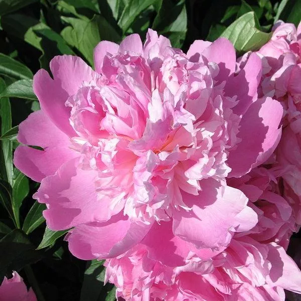 Paeonia lactiflora 'Monsieur Jules Elie'- Monsieur Jules Elie Peony