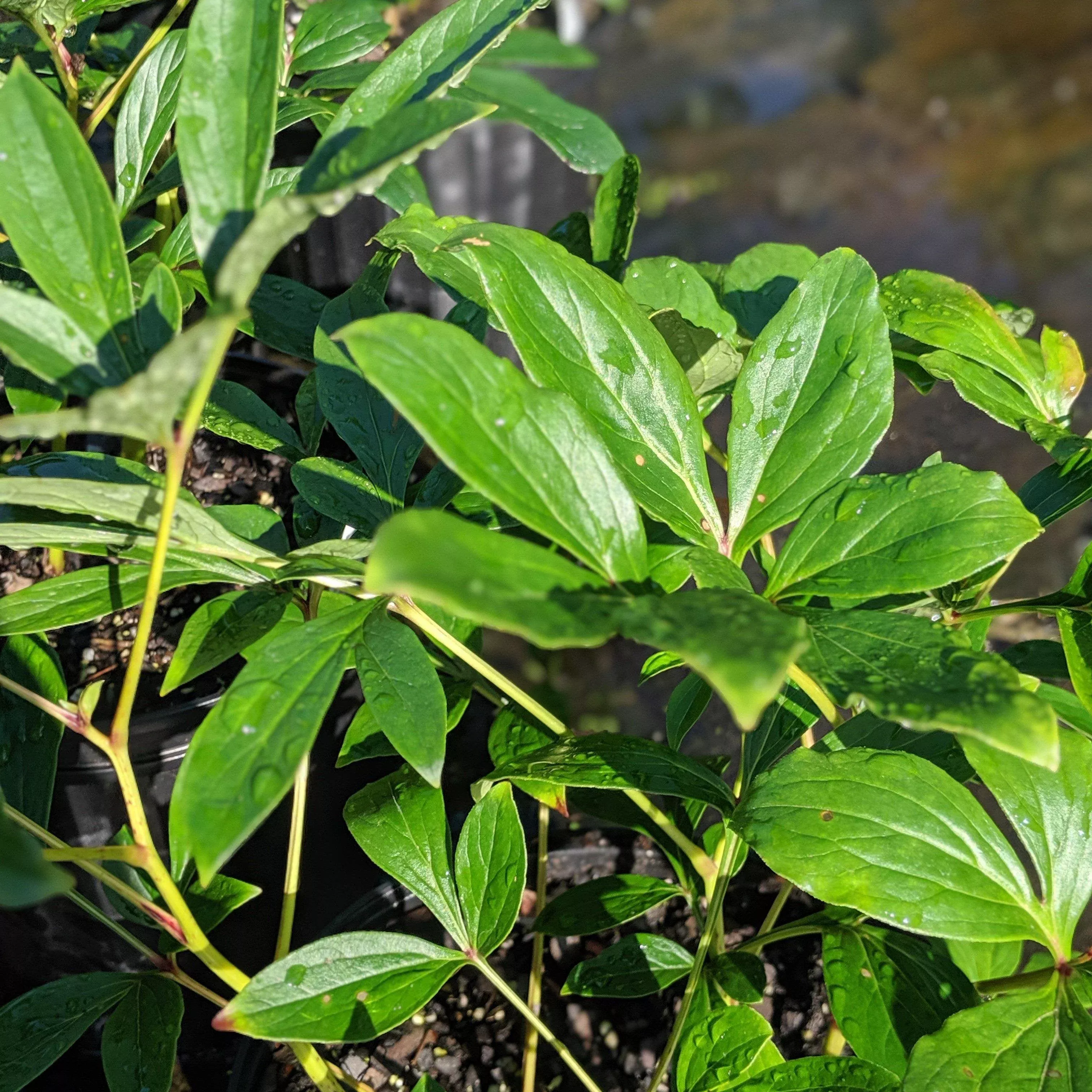 Paeonia lactiflora 'Sarah Bernhardt'- Sarah Bernhardt Peony