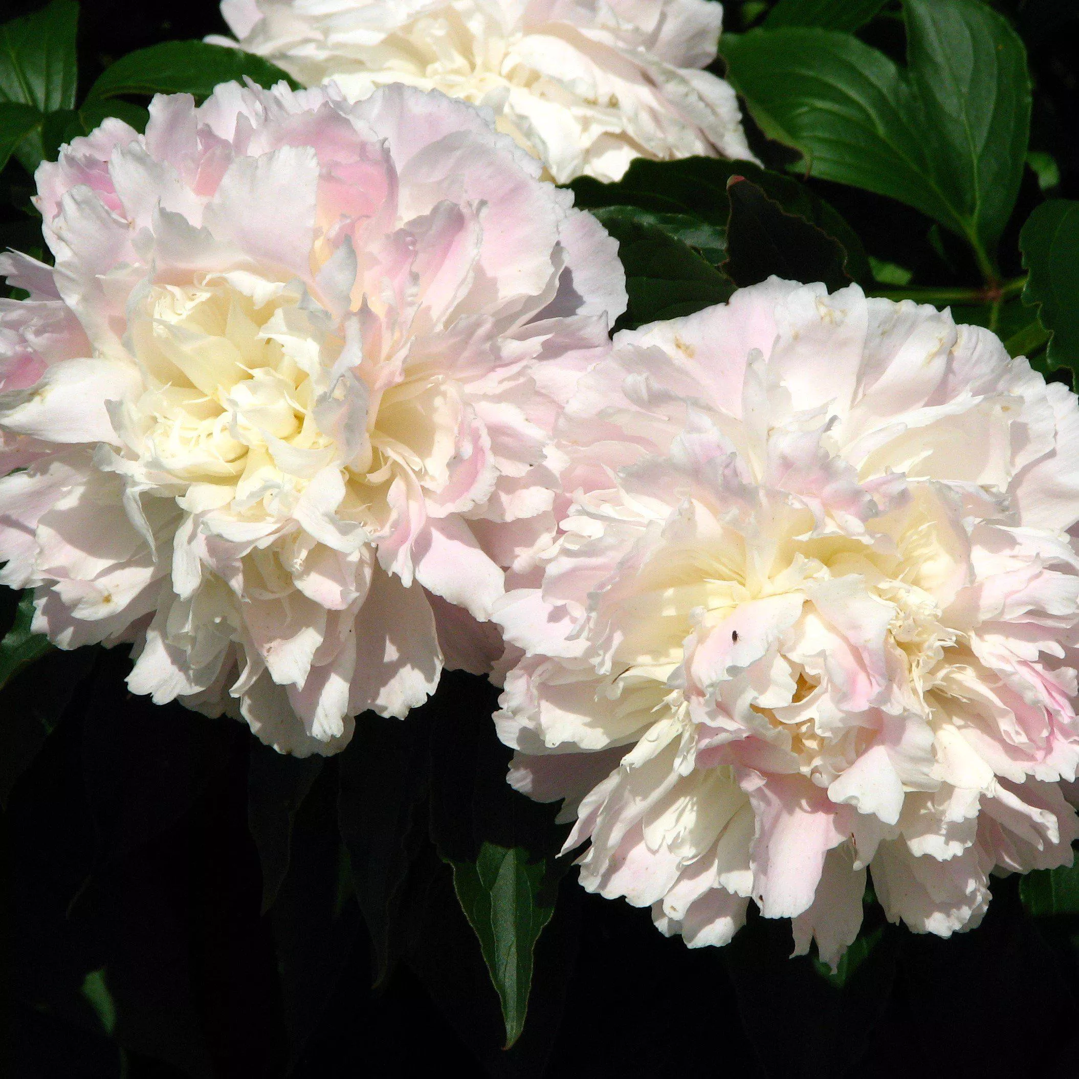 Paeonia lactiflora 'Shirley Temple'- Shirley Temple Peony