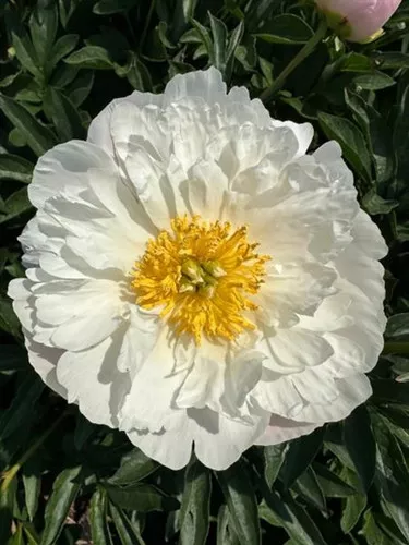 Paeonia lactiflora 'White Wings' / Garden Peony