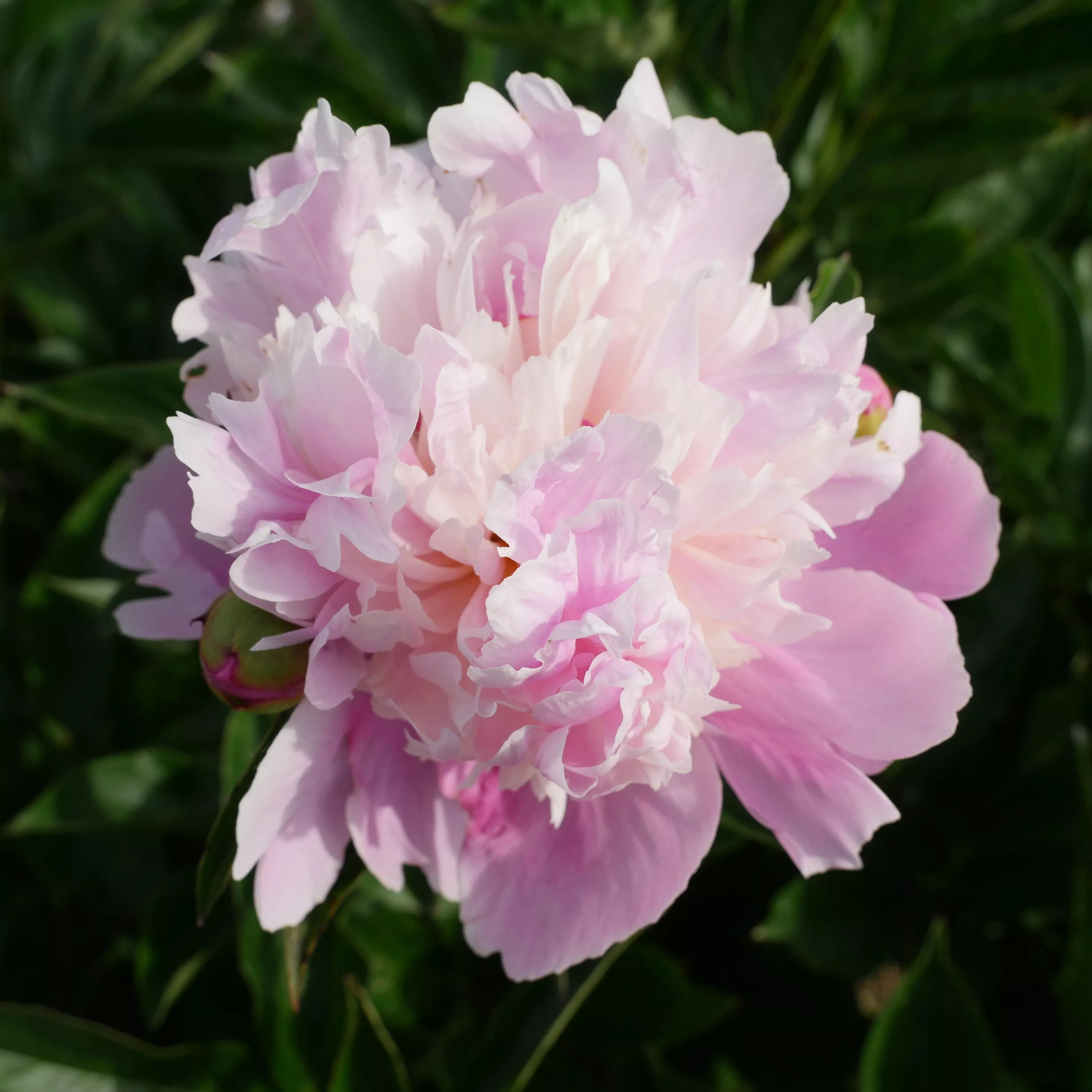 Paeonia 'Madame Emile Debatene'- Emile Debatene Peony