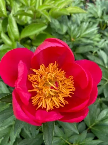 Paeonia x 'Flame' / Garden Peony