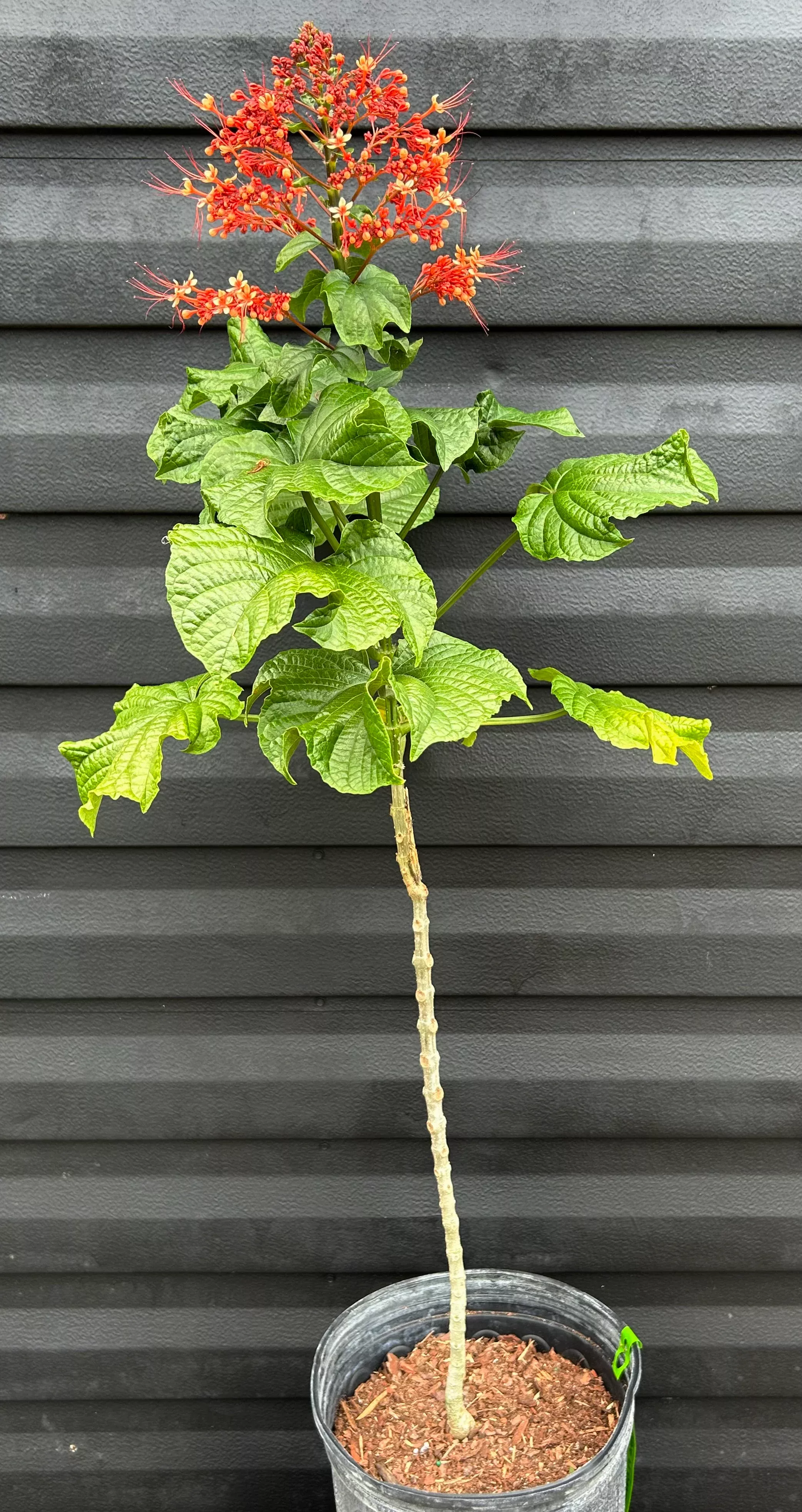 Pagoda Flower Plant