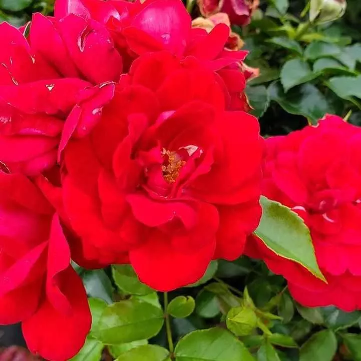 Paint the Town Rose