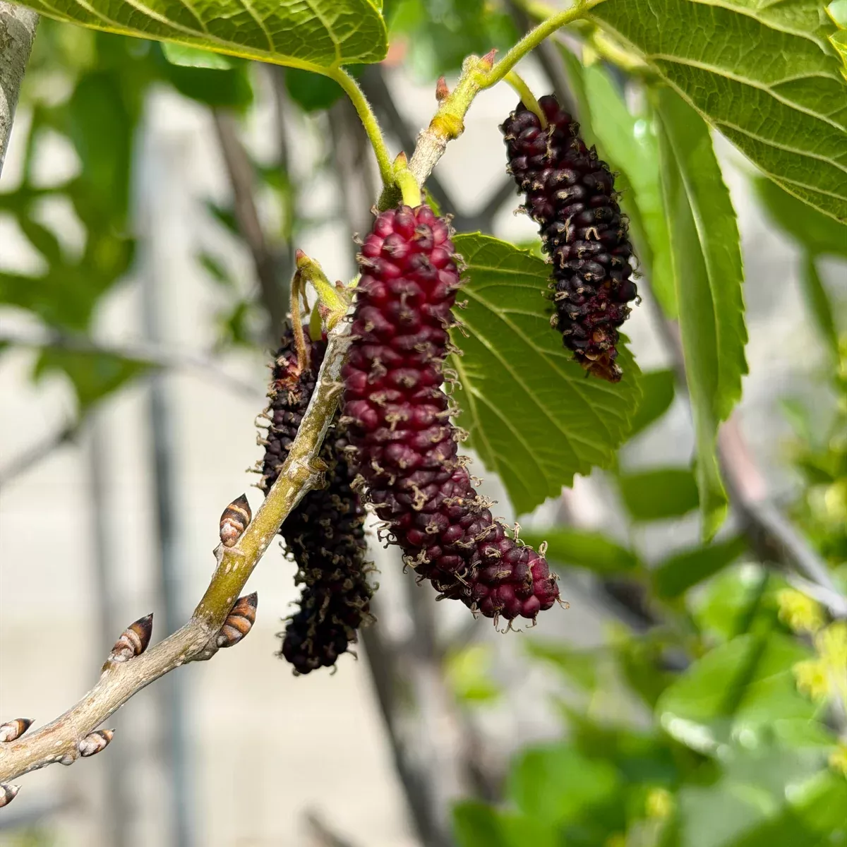 Pakistan Mulberry