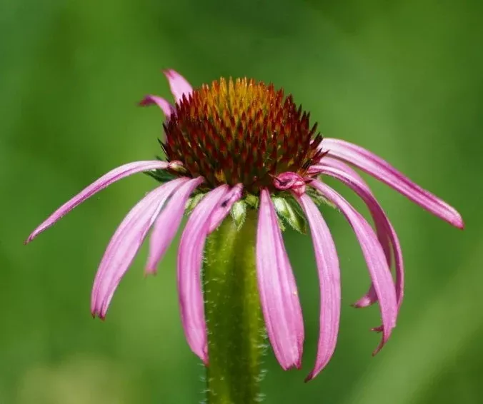 Pale Purple Coneflower Seeds
