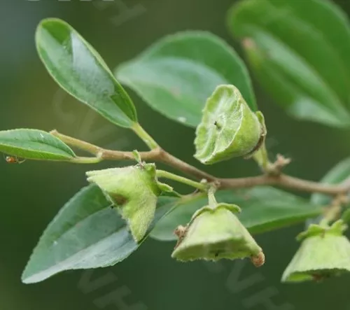 Paliurus ramosissimus seeds