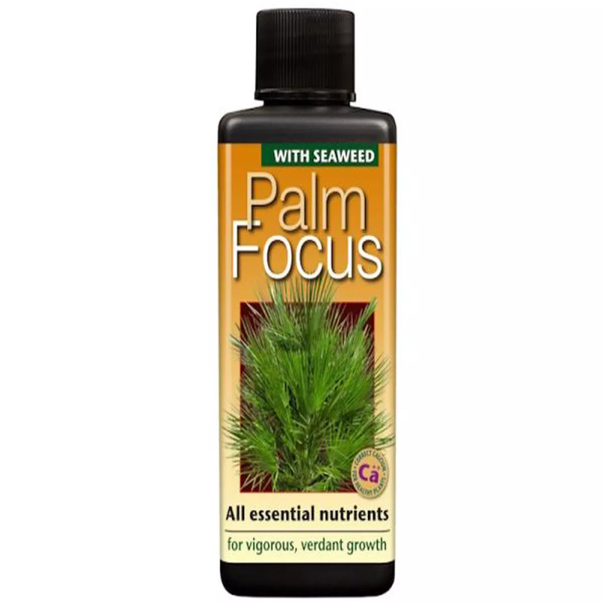 Palm Focuswith Seaweed
