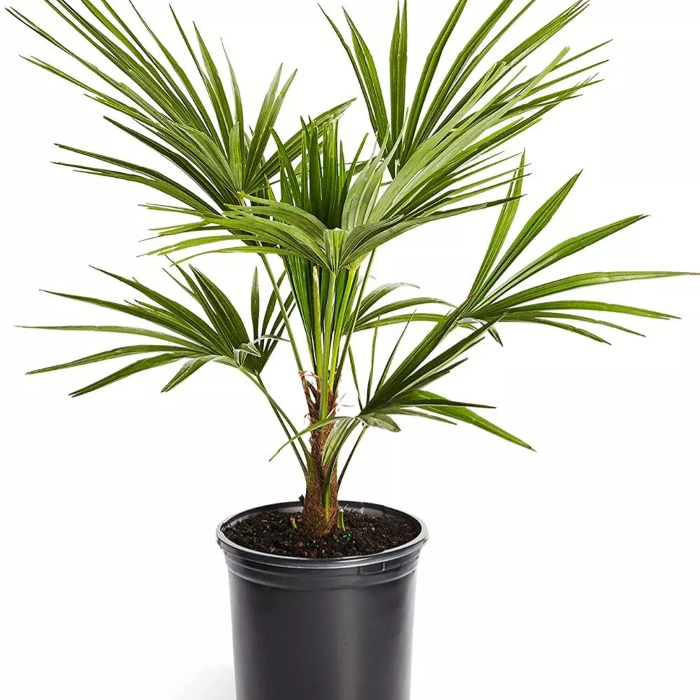 PALM Windmill #5