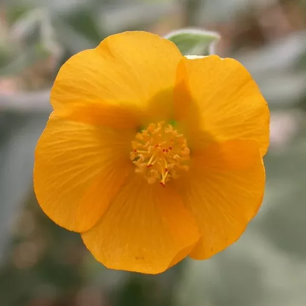 Palmer's Indian Mallow