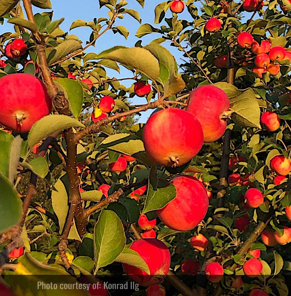 Palmetta Apple Tree