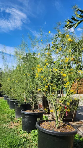 Palo Verde Tree (Parkinsonia)