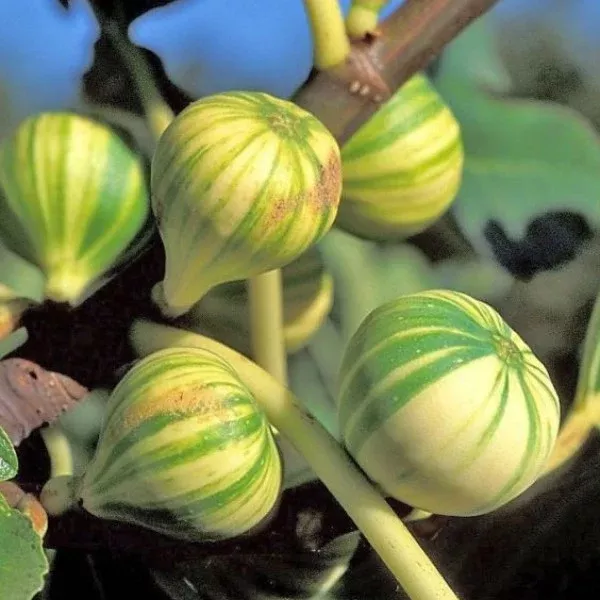 Panache Fig