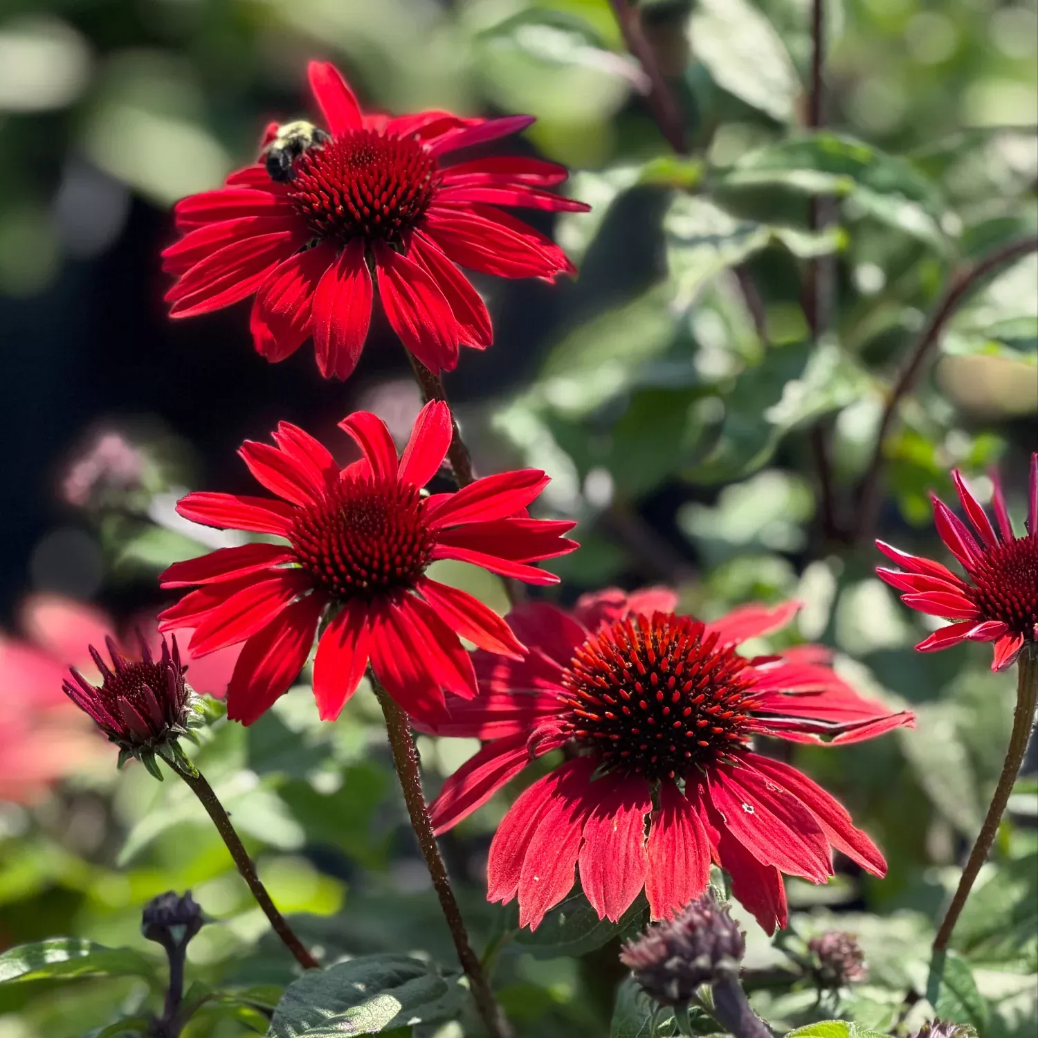 Panama Red Coneflower