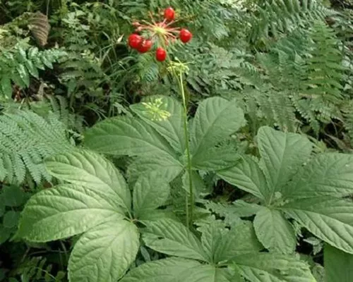 Panax quinquefolium seeds
