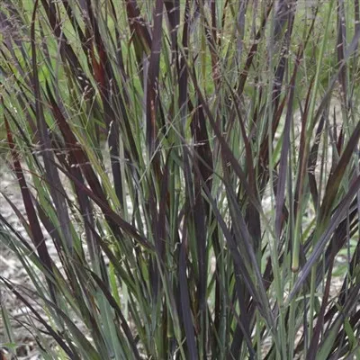 Panicum virgatum 'Blood Brothers' / Switch Grass