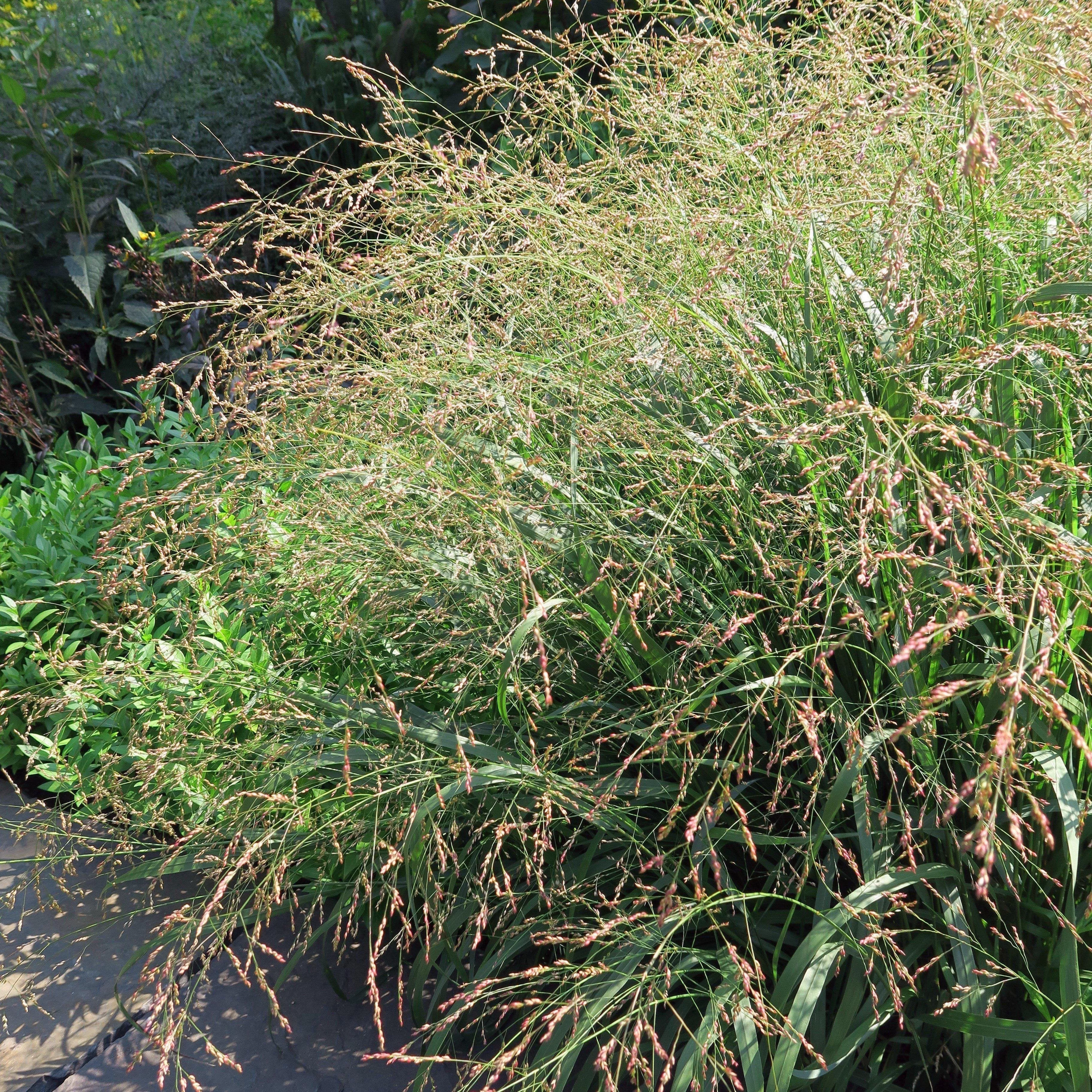 Panicum virgatum 'Cape Breeze'- Cape Breeze Switch Grass, Panic Grass